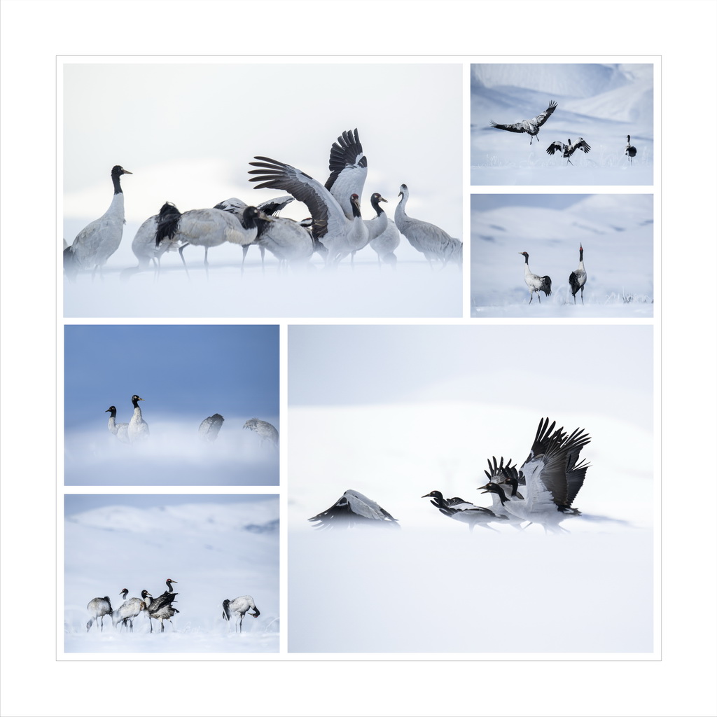 文德《仙鹤踏雪》