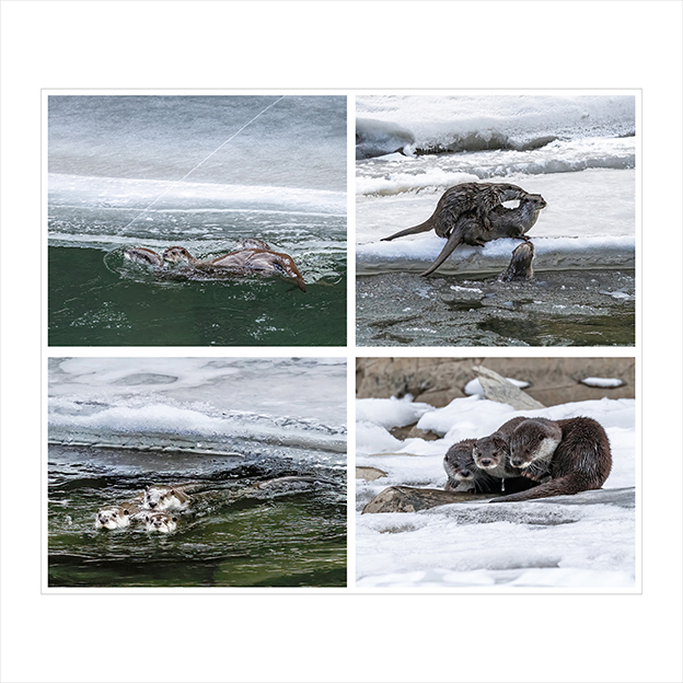 30马海清《水獭》
